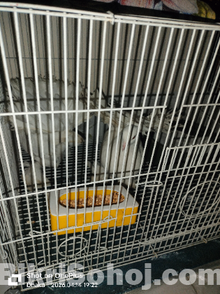 লক্ষা কবুতর খাচা সহ বিক্রি